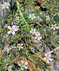 Petrorhagia saxifraga
