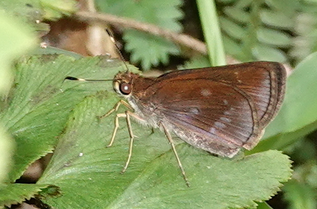 Violet-studded Skipper