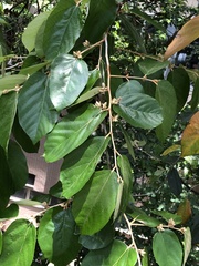 Pterospermum heterophyllum