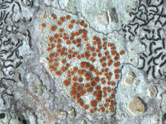 Haematomma eremaeum