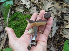 Entoloma violaceum
