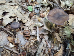 Entoloma violaceum