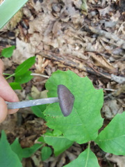 Entoloma violaceum