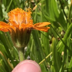 Raillardella pringlei