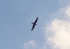 Chordeiles gundlachii