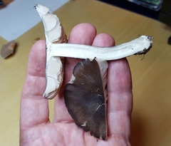 Entoloma violaceum