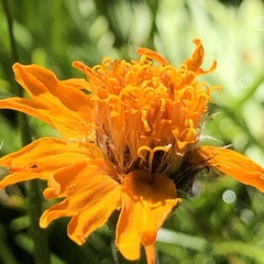 Raillardella pringlei