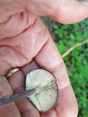 Entoloma violaceum