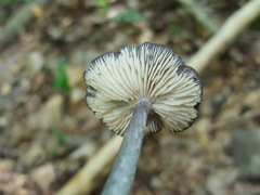 Entoloma violaceum