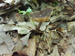 Entoloma violaceum