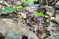 Entoloma violaceum