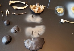 Entoloma violaceum
