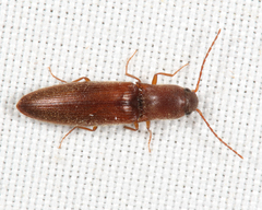 Agriotes oblongicollis