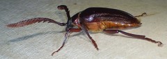 Prionus imbricornis