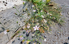 Petrorhagia saxifraga