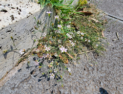 Petrorhagia saxifraga