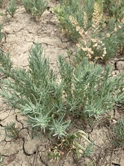 Suaeda calceoliformis