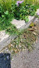 Petrorhagia saxifraga