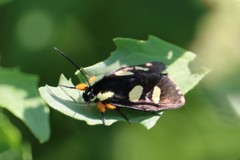 Androloma disparata