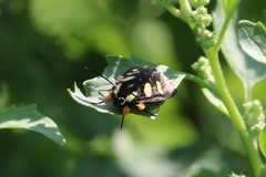 Androloma disparata