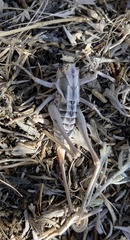 Idiostatus variegatus