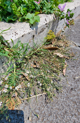 Petrorhagia saxifraga