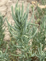 Suaeda calceoliformis