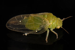 Rhinocola aceris