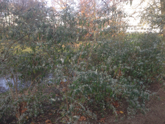 Buddleja davidii