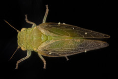 Rhinocola aceris