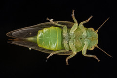 Rhinocola aceris