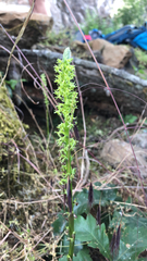 Piperia