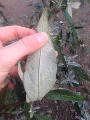 Buddleja davidii