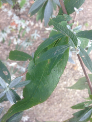 Buddleja davidii