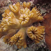 Smooth Flower Coral - Photo (c) FWC Fish and Wildlife Research Institute, some rights reserved (CC BY-NC-ND)