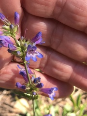 Penstemon euglaucus