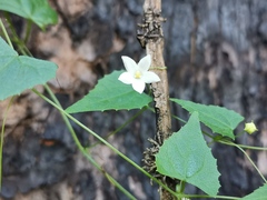 Zehneria cunninghamii