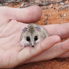Sminthopsis crassicaudata