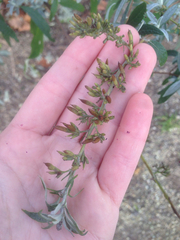 Buddleja davidii