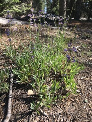 Penstemon euglaucus