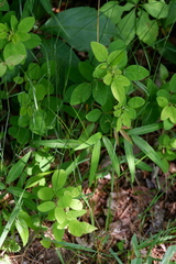 Desmodium marilandicum