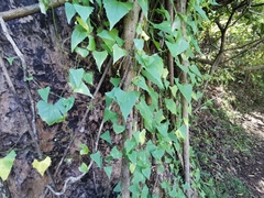 Zehneria cunninghamii