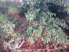 Cotoneaster