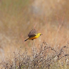 Epthianura aurifrons