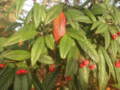 Cotoneaster