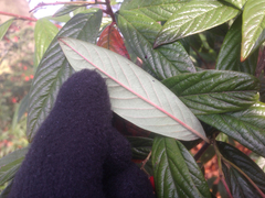 Cotoneaster