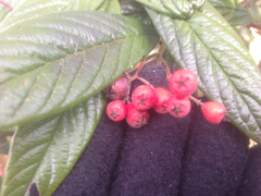 Cotoneaster