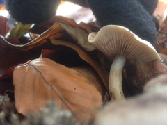 Fungi
