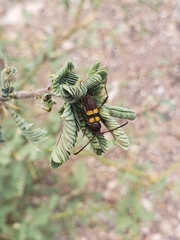 Aethecerinus latecinctus