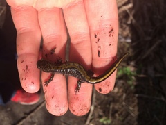 Ambystoma macrodactylum macrodactylum